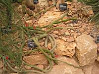 Cleistocactus samaipatanus (fam Cactacees) (Bolivie) (1) (Photo F. Mrugala)